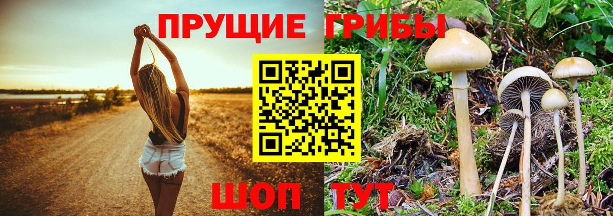 Галлюциногенные грибы Psilocybe Алейск