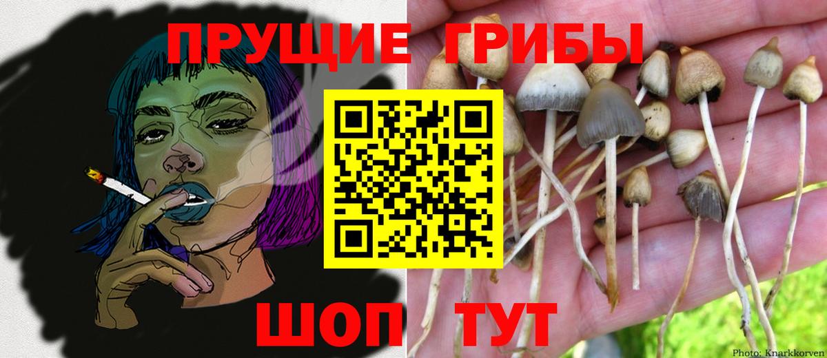 Алейск  Псилоцибиновые грибы Cubensis  Вход с VPN 
